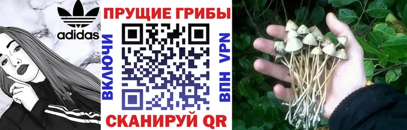 Галлюциногенные грибы Psilocybe Калязин